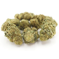 Bubble Gum Cannabis CBD - Fleurs CBD Bubble Gum Cannabis CBD - Fleurs CBD