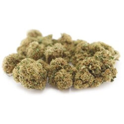 Gelato Cannabis CBD - Fleurs CBD