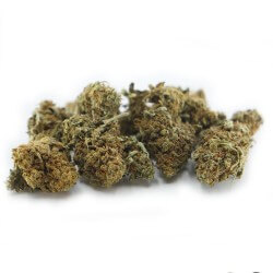 Mandarine Cannabis CBD - Fleurs CBD Mandarine Cannabis CBD - Fleurs CBD