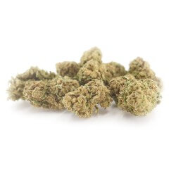 Harlequin Plus Cannabis CBD - Fleurs CBD Harlequin Plus Cannabis CBD - Fleurs CBD