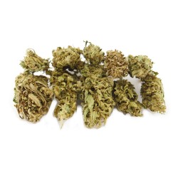 Green Grape Cannabis CBD - Fleurs CBD Green Grape Cannabis CBD - Fleurs CBD