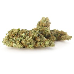Orange Bud Cannabis CBD - Fleurs CBD Orange Bud Cannabis CBD - Fleurs CBD