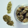 Fleurs CBD Greenhouse