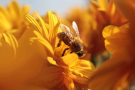 Le chanvre est bénéfique pour les abeilles