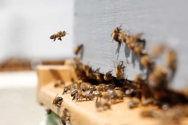 Le chanvre au service des abeilles