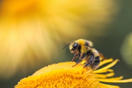 Le CBD pour les abeilles