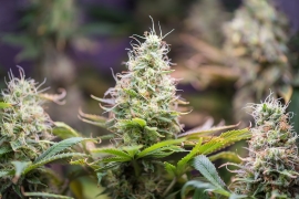 Que faire des fleurs de CBD ?