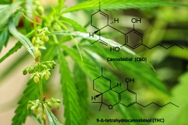 Tous les cannabinoïdes et leurs effets