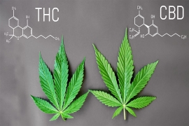 Différence entre THC et CBD