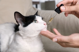 Comment donner du CBD à un chat