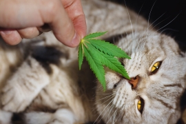 Le surdosage de CBD sur les animaux