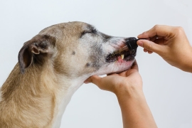 Les bienfaits du CBD sur un chien anxieux