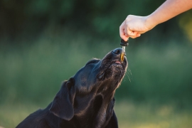 Le cbd pour chien et la posologie