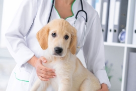 Le dosage du CBD pour chien