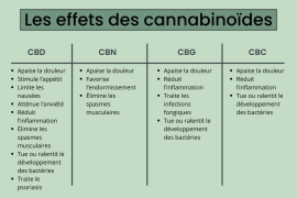 Effets des cannabinoïdes