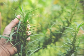 Intoxication CBD : danger des produits non conformes