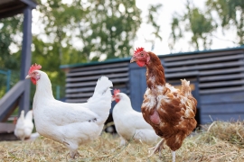 Le CBD utilisé pour calmer des poules