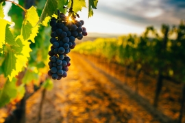 Le chanvre un nouveau couvert végétal pour les vignes