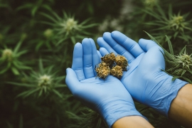 Comment se procurer du CBD pas cher ?