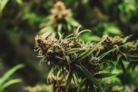 Douane : attention aux cannabinoïdes de synthèse