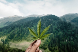 Limite de THC pour le chanvre industriel