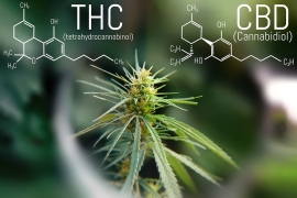 Quel CBD pour arrêter de fumer du THC ?