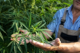 Cannabis médical en Turquie