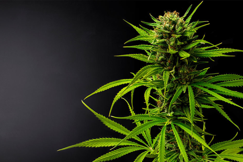 CBE: Umfassender Leitfaden zu Cannabielsoin