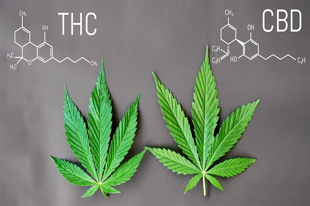 Quel CBD est interdit en France en 2022 ? Le cannabidiol estil légal Quel CBD est interdit en France en 2022 ? Le cannabidiol estil légal