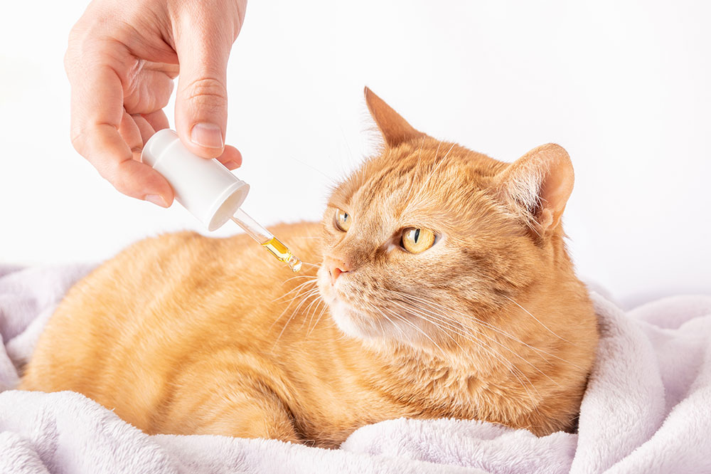 CBD pour chat contre le coryza